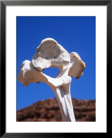 Bleached Cow Bone Found In The Desert, Utah by Bill Hatcher Pricing Limited Edition Print image