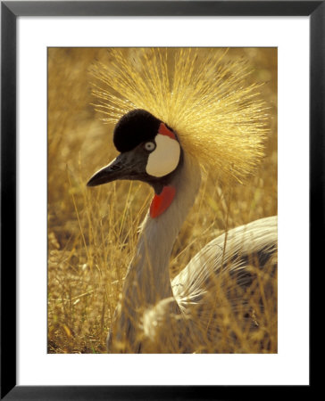 African Crowned Crane, South Africa by Michele Westmorland Pricing Limited Edition Print image