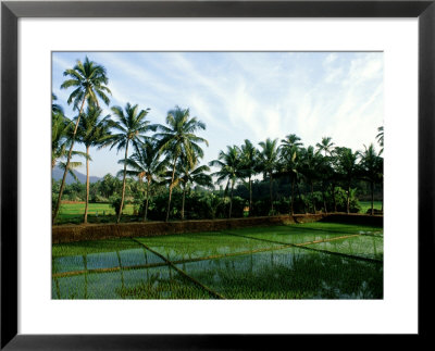 Rice In Paddy Fields, Goa by David Cayless Pricing Limited Edition Print image