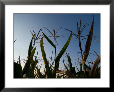 Corn Field At The Historic Waveland Farm Near Walton, Nebraska by Joel Sartore Pricing Limited Edition Print image