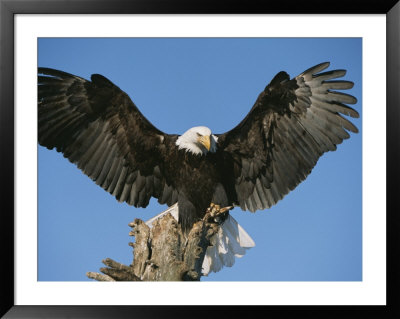 Bald Eagle Perched On Driftwood by John Eastcott & Yva Momatiuk Pricing Limited Edition Print image