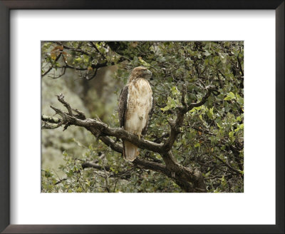 Juvenile Red-Tailed Hawk Perches In An Oak Tree by George Grall Pricing Limited Edition Print image