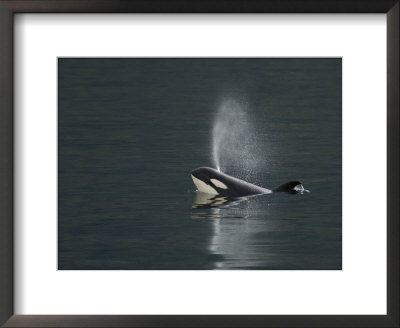 Killer Whale Calf Blows As It Surfaces by Ralph Lee Hopkins Pricing Limited Edition Print image