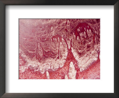 Crackled Salt Crust, The Pink Hue Is A Byproduct Of Micro Organisms, Tanzania by Michael Fay Pricing Limited Edition Print image