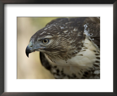 Red-Tailed Hawk by Joel Sartore Pricing Limited Edition Print image