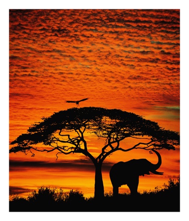 Elephant Under Broad Tree by Jim Zuckerman Pricing Limited Edition Print image