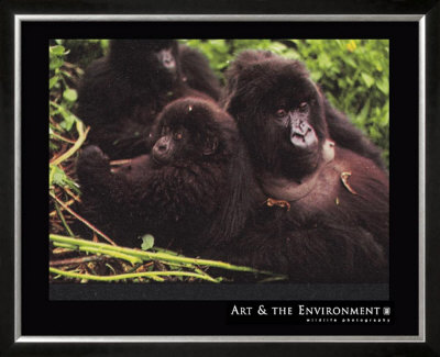 Mountain Gorilla by Gerry Ellis Pricing Limited Edition Print image