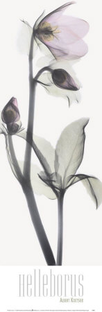 Helleborus by Albert Koetsier Pricing Limited Edition Print image