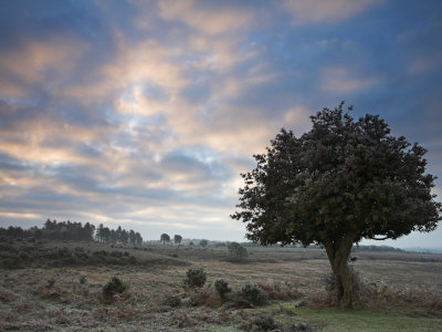 Hoar Frost On Holly Tree In New Forest, Hampshire, England by Adam Burton Pricing Limited Edition Print image