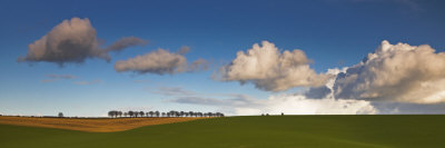 Row Of Trees Besides Rolling Arable Fields, Cheesefoot Head, Hampshire, England by Adam Burton Pricing Limited Edition Print image