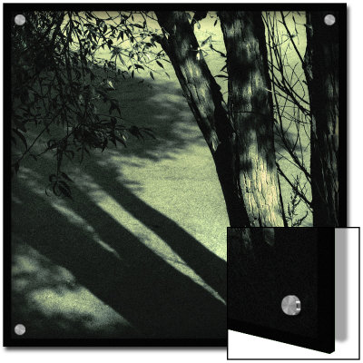 Branch Shadows by Ewa Zauscinska Pricing Limited Edition Print image