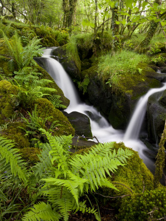 Tumbling Stream In A Lush Green Wood, Dartmoor National Park by Adam Burton Pricing Limited Edition Print image