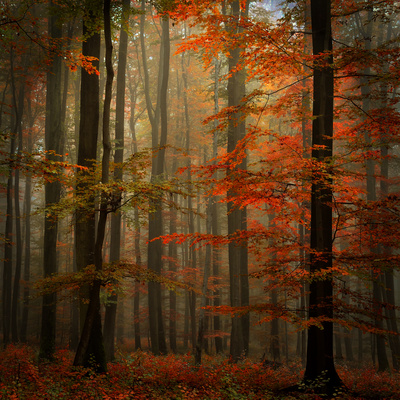 Fall by Philippe Sainte-Laudy Pricing Limited Edition Print image