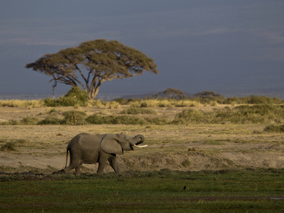 An African Elephant, Loxodonta Africana, Eating Or Drinking by Beverly Joubert Pricing Limited Edition Print image