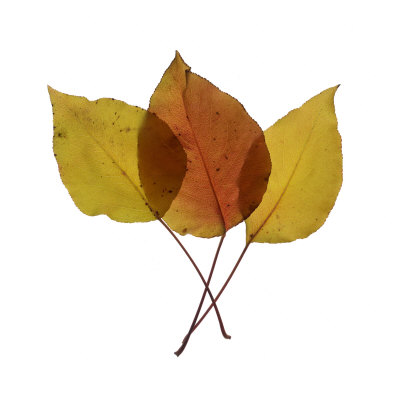 Fall Leaves On A White Background by Images Monsoon Pricing Limited Edition Print image