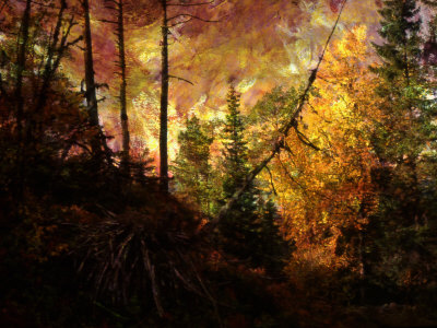 Scene Deep In The Evergreen Forest by Images Monsoon Pricing Limited Edition Print image