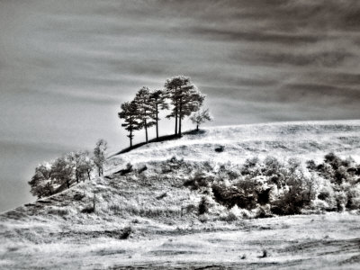 Trees On Hill by Ilona Wellmann Pricing Limited Edition Print image