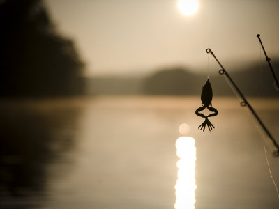 Lake View With The End Of Two Fishing Rods And A Frog Immitation Lure by Images Monsoon Pricing Limited Edition Print image