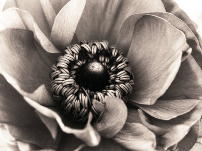 Floral Beauty by Bob Cornelis Pricing Limited Edition Print image