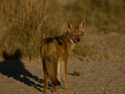 Black-Backed Jackal, Canis Mesomelas, Looking At The Camera by Beverly Joubert Pricing Limited Edition Print image