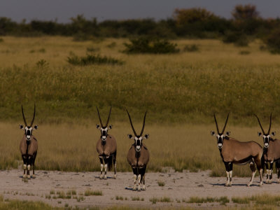 Group Of Oryx, Oryx Gazella, Looking At The Camera by Beverly Joubert Pricing Limited Edition Print image