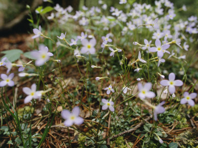 Bluet Flowers Sprout In Grundy Forest by Stephen Alvarez Pricing Limited Edition Print image
