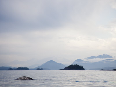 Whale Surfaces Near The Mountainous Coastline Of Vancouver Island by Taylor S. Kennedy Pricing Limited Edition Print image