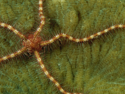 Brittle Star Crawling On A Coral by Tim Laman Pricing Limited Edition Print image