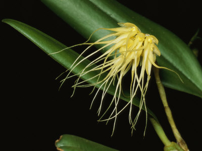Close View Of An Orchid Epiphyte by Tim Laman Pricing Limited Edition Print image