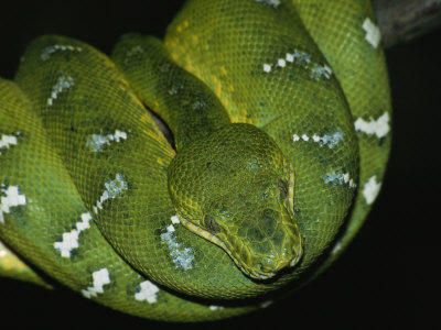 Coiled Captive Emerald Tree Boa by Tim Laman Pricing Limited Edition Print image