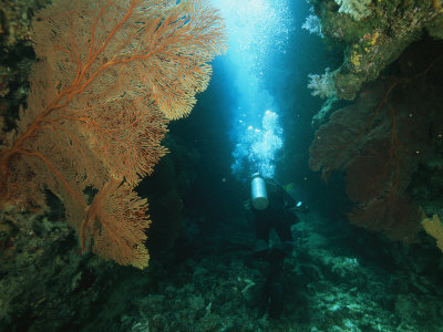 Diver Exploring A Channel In A Reef. Large Sea Fan On The Left by Tim Laman Pricing Limited Edition Print image