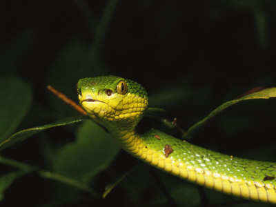 Green Bamboo Pit Viper, Trimeresurus Stejnegeri, In A Tree by Tim Laman Pricing Limited Edition Print image