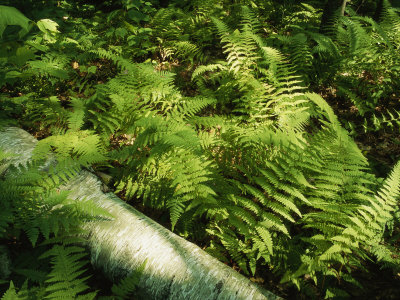 Lush Ferns Growing Near A Fallen Log by Tim Laman Pricing Limited Edition Print image