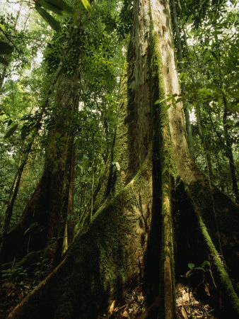 Buttressed Tree Roots Of A Rain Forest Tree, Shorea Species by Tim Laman Pricing Limited Edition Print image