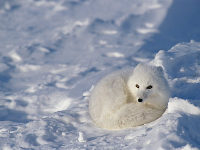 Arctic Fox, In Its White Winter Coat, Curled In The Snow by Tom Murphy Pricing Limited Edition Print image