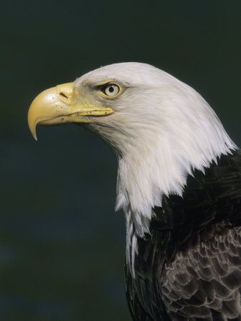 Bald Eagle (Haliaeetus Leucocephalus) In Profile by Tom Murphy Pricing Limited Edition Print image