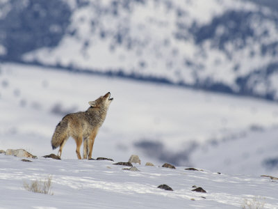 Howling Coyote Atop A Snow-Covered Hill by Tom Murphy Pricing Limited Edition Print image