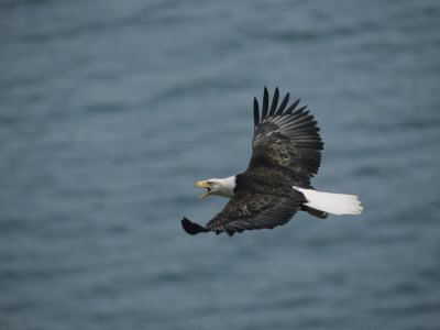 Bald Eagle (Haliaeetus Leucocephalus) Screeching In Flight by Tom Murphy Pricing Limited Edition Print image