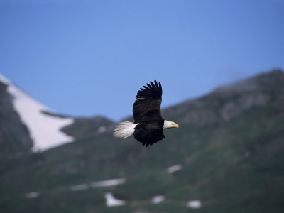 Bald Eagle (Haliaeetus Leucocephalus) Flying by Tom Murphy Pricing Limited Edition Print image