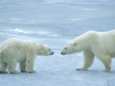 Polar Bears (Ursus Maritimus) On Ice by Tom Murphy Pricing Limited Edition Print image