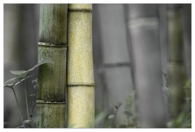 Bamboo by Karin Connolly Pricing Limited Edition Print image