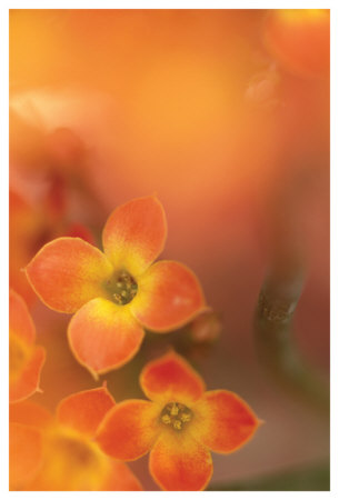 Orange Beauty by Karin Connolly Pricing Limited Edition Print image