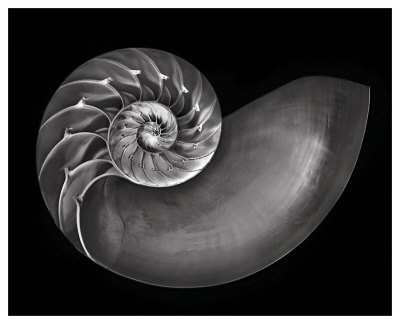 Nautilus In Black And White by Harold Davis Pricing Limited Edition Print image