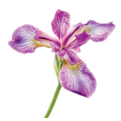 Unbearable Lightness Of Iris by Harold Davis Pricing Limited Edition Print image