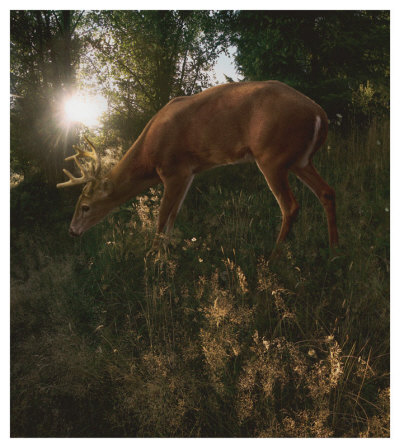 Deer Light by Steve Hunziker Pricing Limited Edition Print image