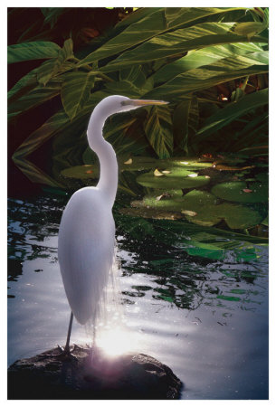 Egret Light by Steve Hunziker Pricing Limited Edition Print image