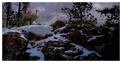 Howling Wolf by Steve Hunziker Pricing Limited Edition Print image