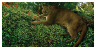 Panther Pause by Steve Hunziker Pricing Limited Edition Print image