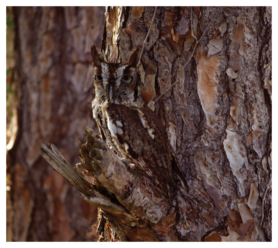 Screech Owl by Steve Hunziker Pricing Limited Edition Print image
