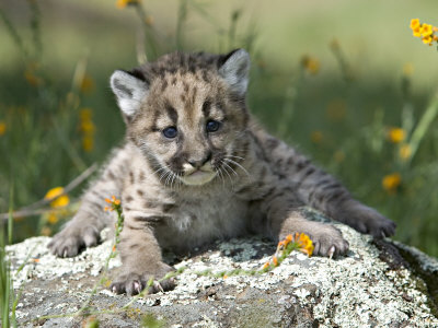 Baby Mountian Lion Sitting On A Rock Surrounded By Yellow Flowers by Scott Stulberg Pricing Limited Edition Print image